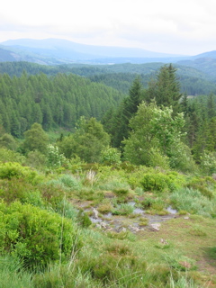Queen Elizabeth Forest