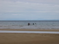 Swimming in the North Atlantic