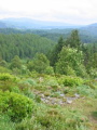 Queen Elizabeth Forest