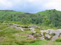Queen Elizabeth Forest
